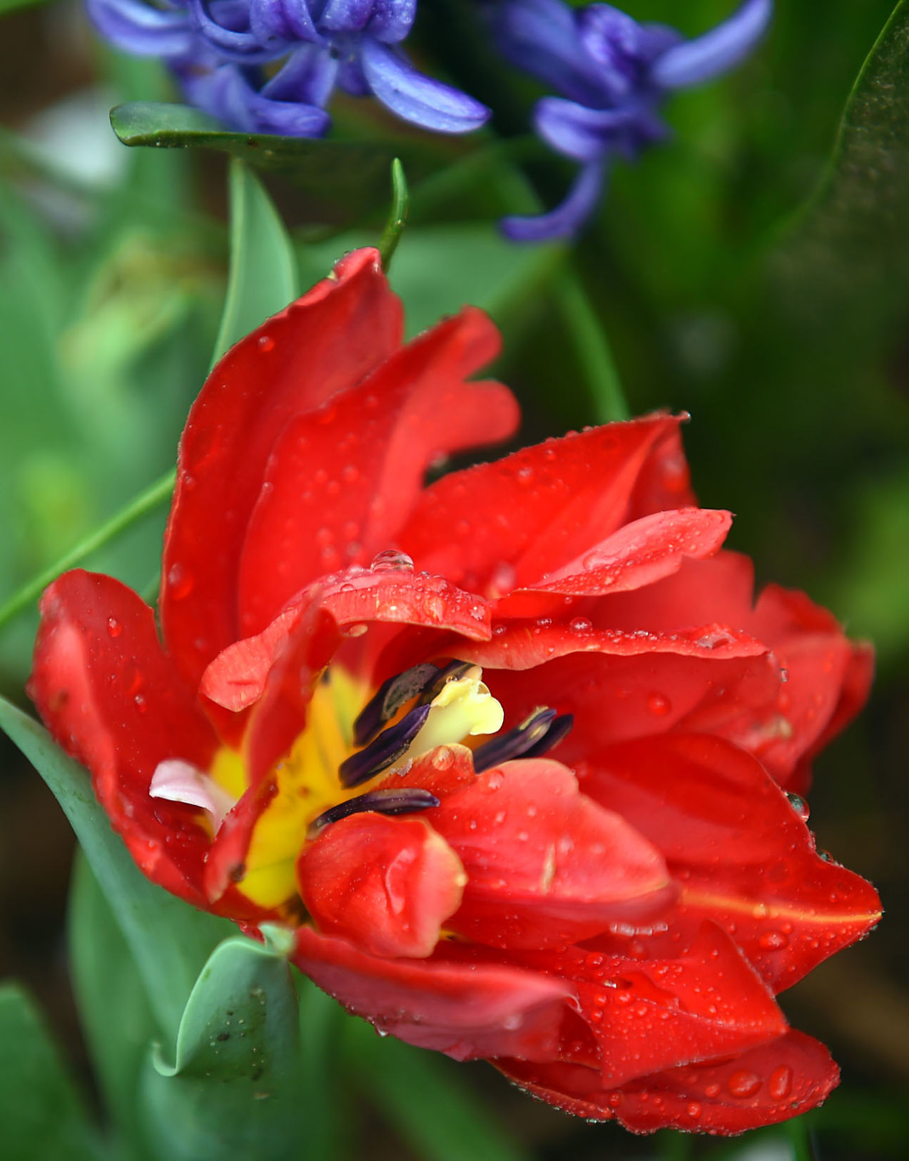 First Day of Spring